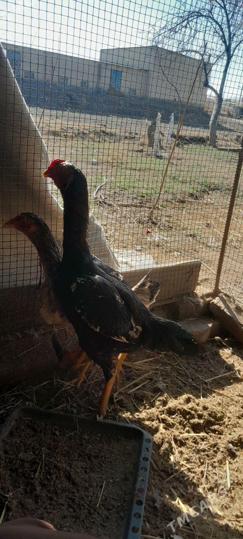 Baysy horaz - Сакар - img 1