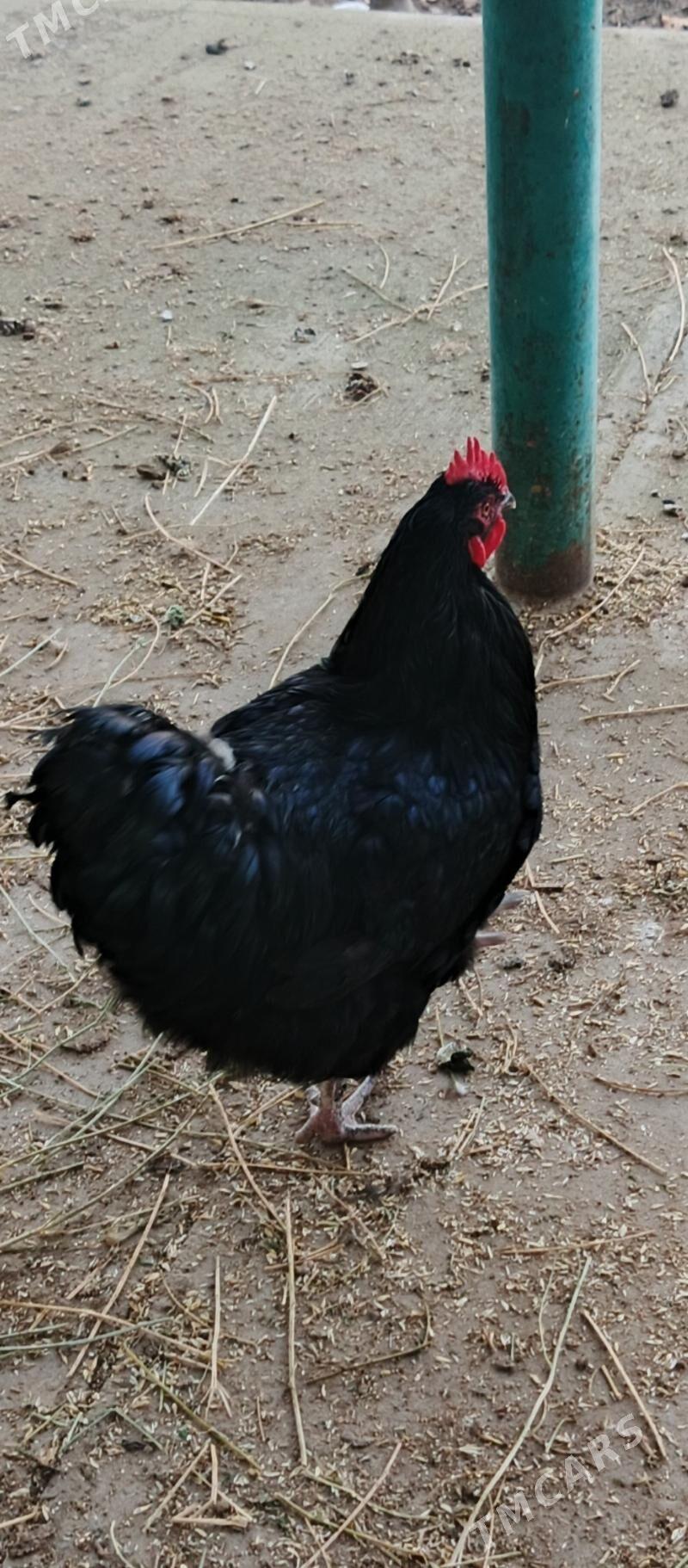 Towuk - Aşgabat - img 1