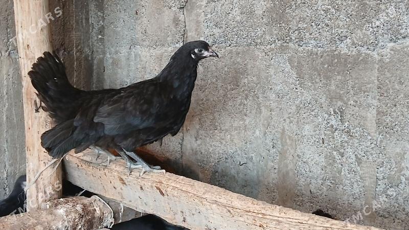 Gara Jüje - Багир - img 1