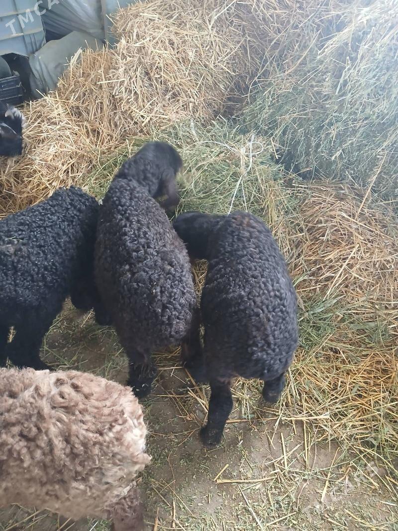 Berre - Ашхабад - img 1