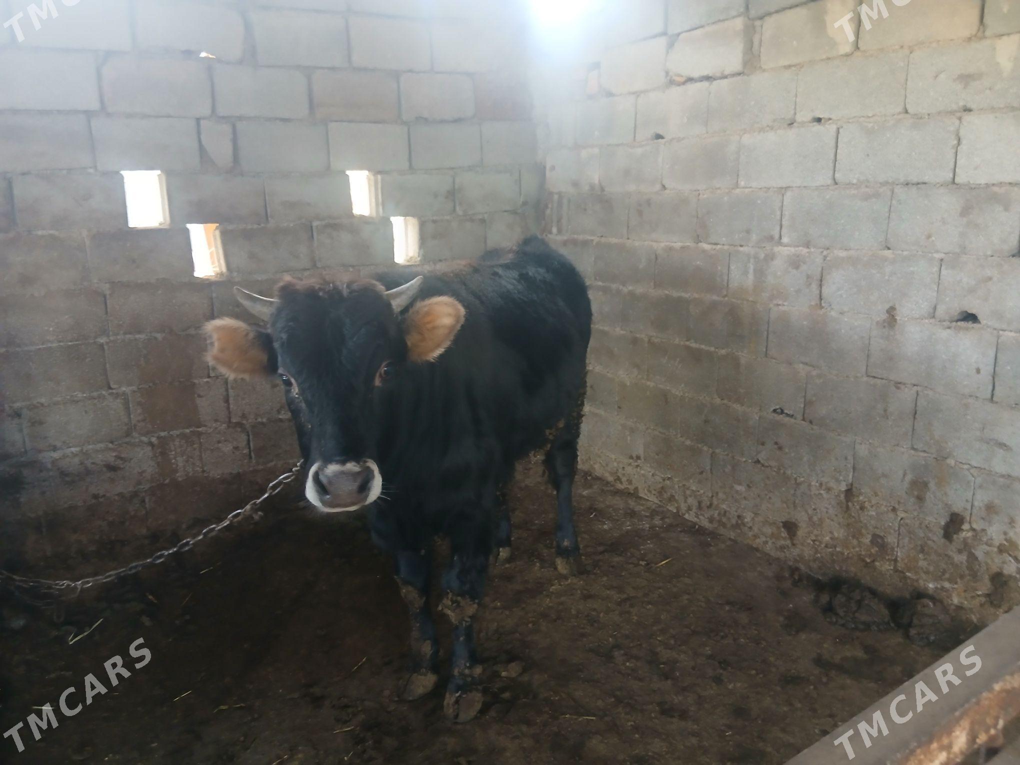 okuz tohum - Gypjak - img 1