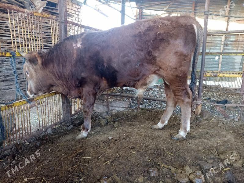 Öküz - Векильбазар - img 1