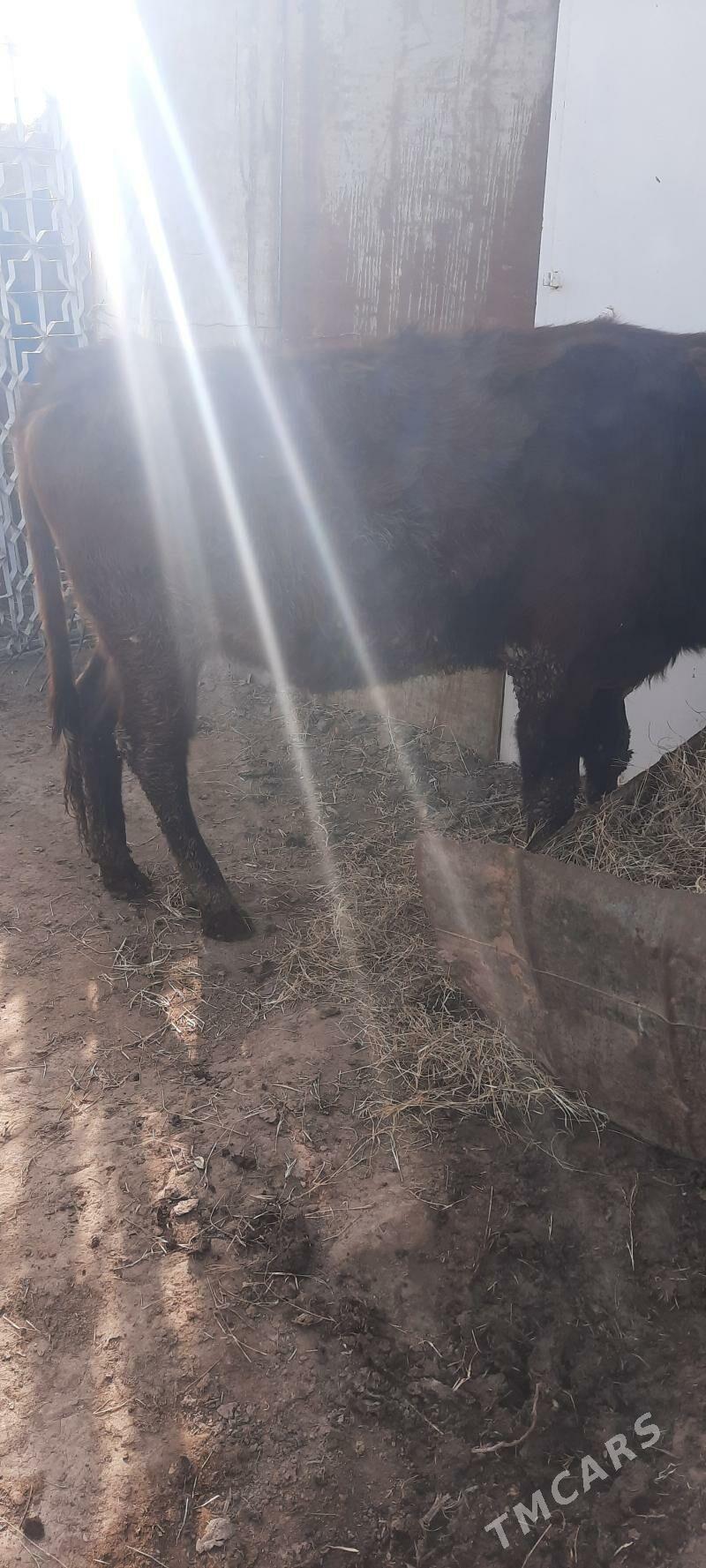 Гысыр унажын - Türkmenabat - img 1