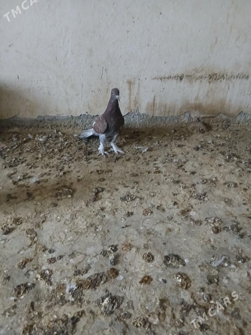 kepderi - Änew - img 1