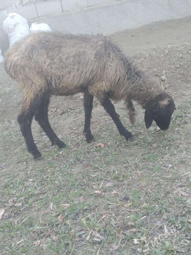 goyun - Бахарден - img 1