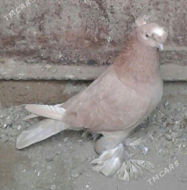 Kepderi - Мары - img 1