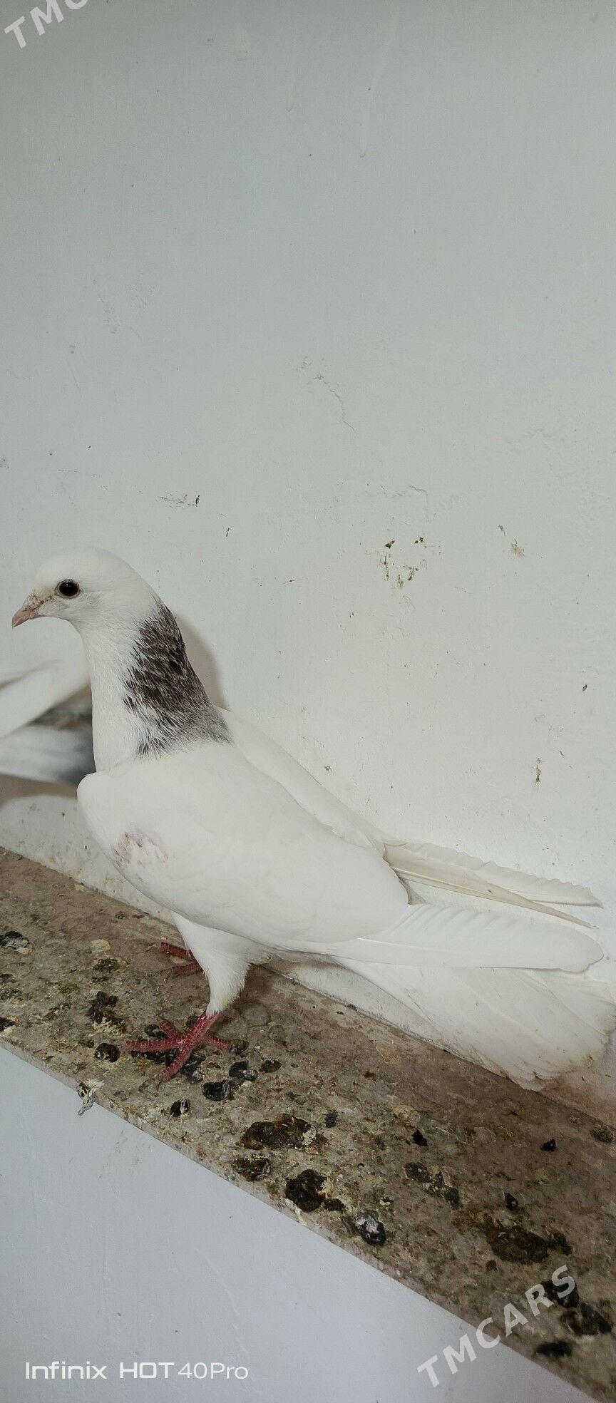 kepdei - Балканабат - img 1