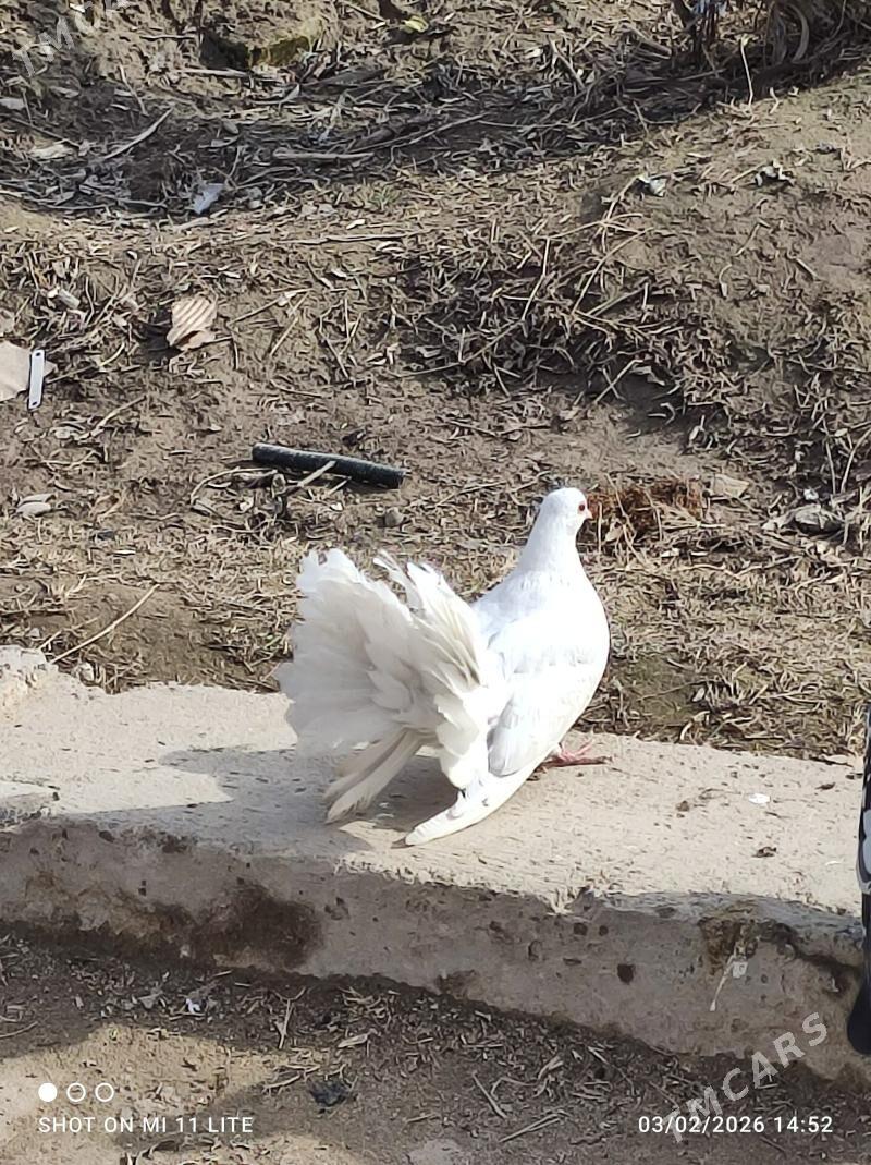 Kepderi - Байрамали - img 1