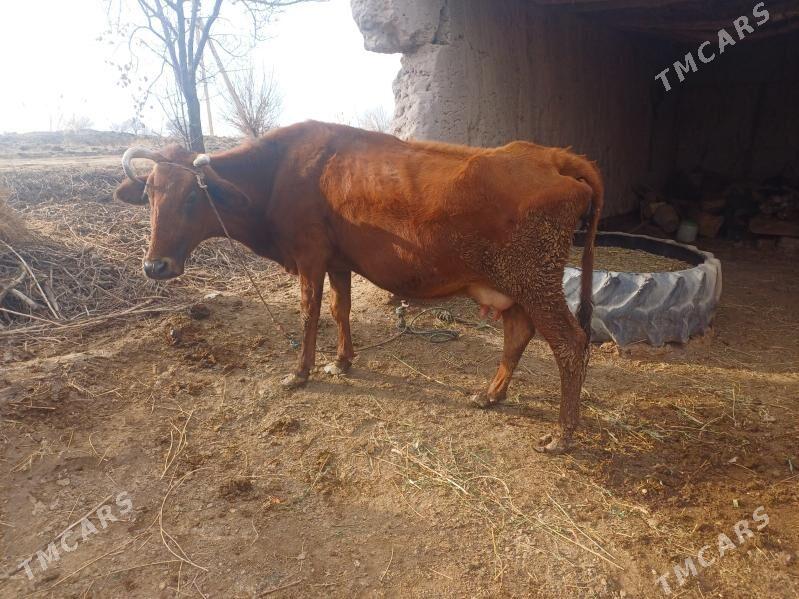 саглык сыгыр - Farap - img 1