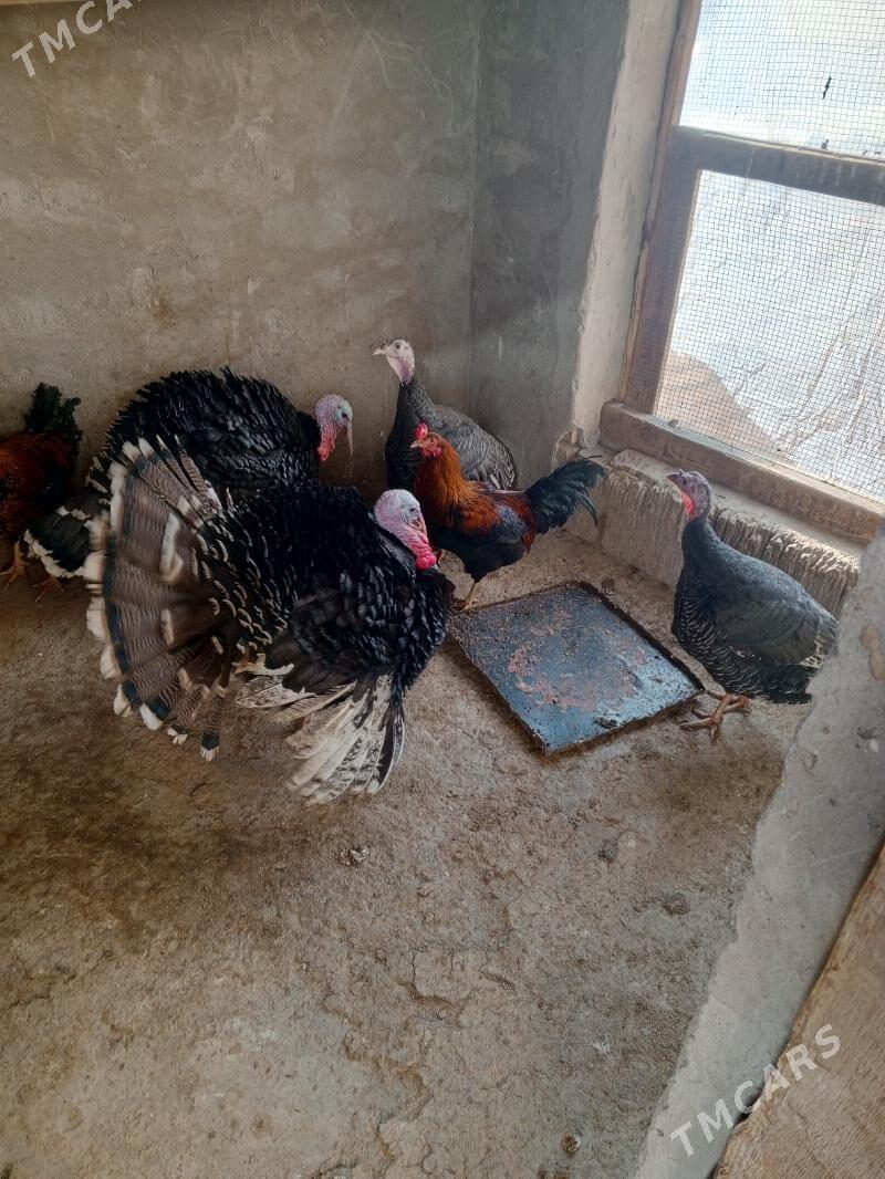 индук - Туркменабат - img 1