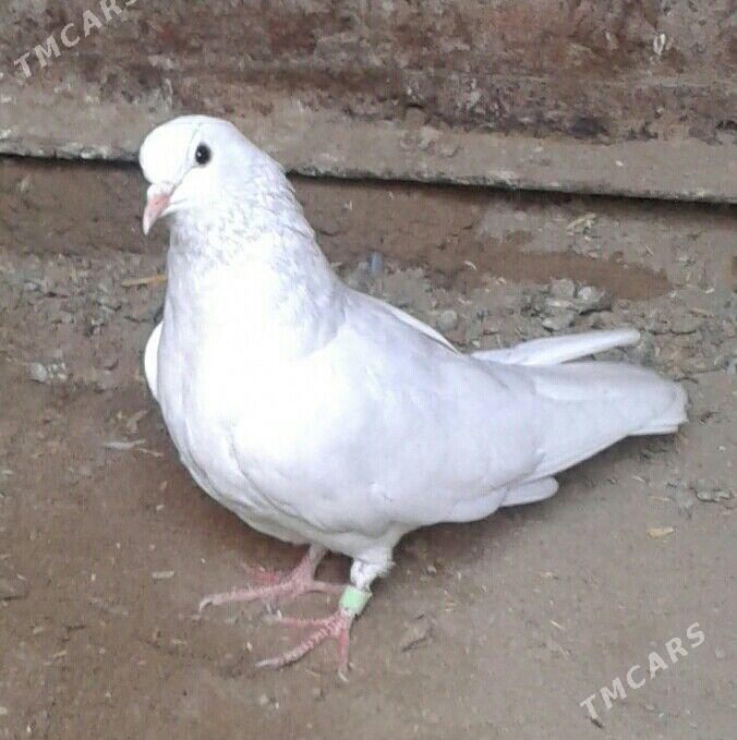 Kepderi - Mary - img 1