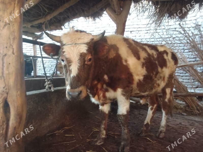 окуз - Çärjew - img 1