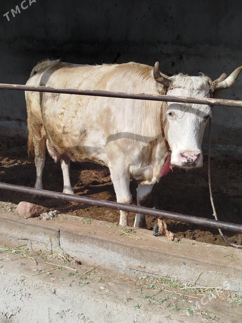 orginal smental - Bagyr - img 1