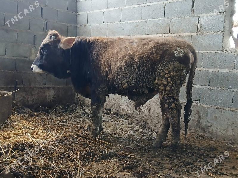 Okúz 2 sany - Bäherden - img 1