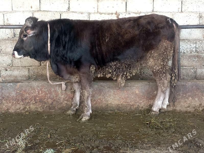 şiwes tohum okuz - Gökdepe - img 1