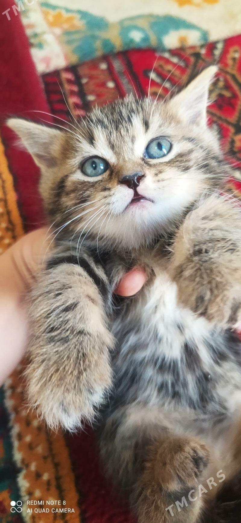 pisik - Ашхабад - img 1