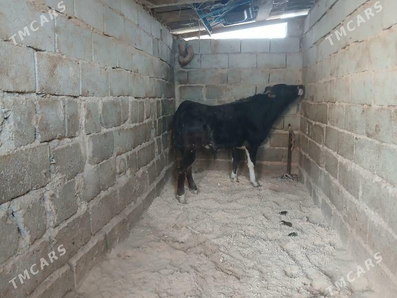 öküz - Gyzylarbat - img 1