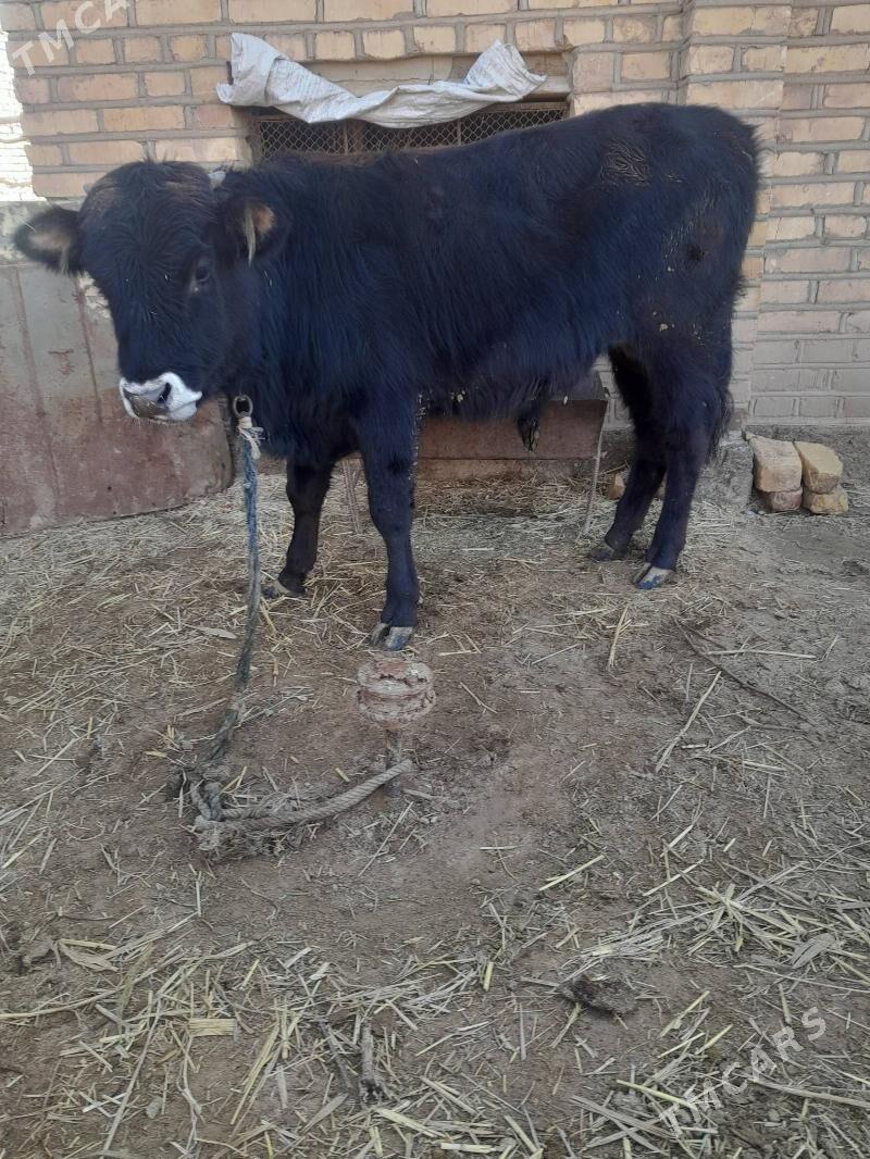 okuz - Babadaýhan - img 1