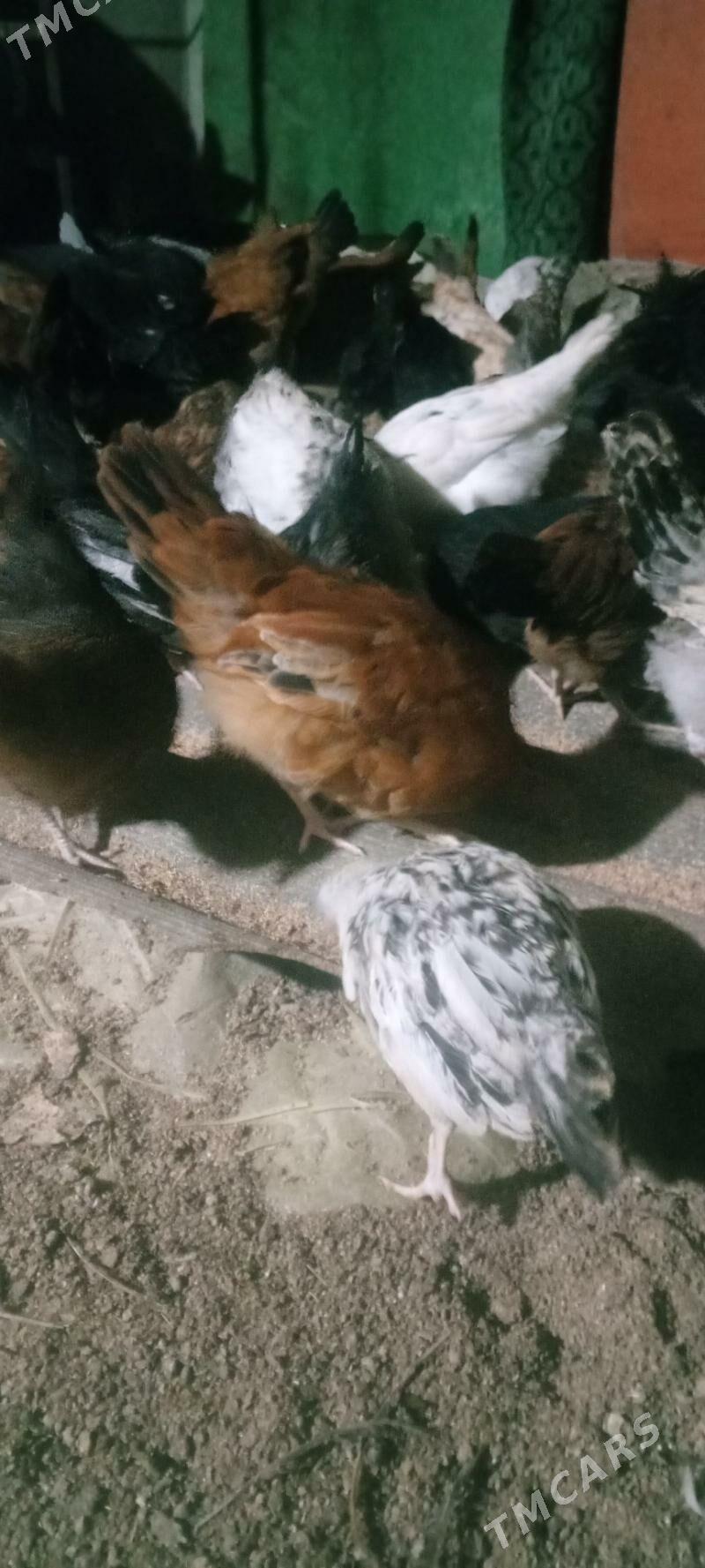 jüyje - Mary - img 1