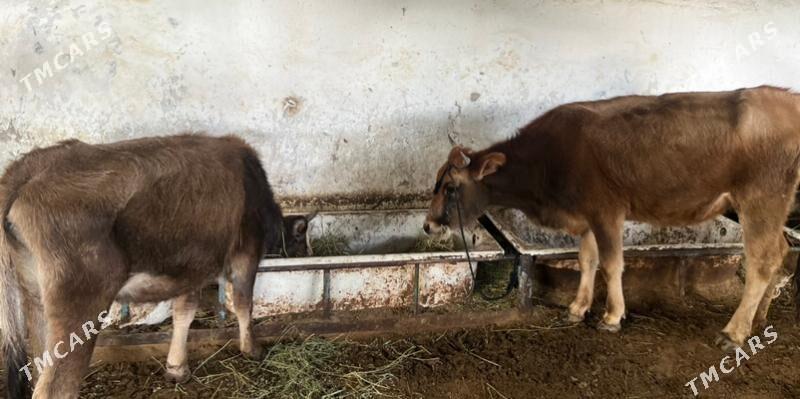 Goleli sygyrlar - Aşgabat - img 1