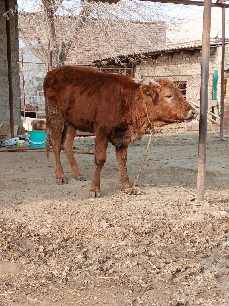 Tuwe - Bäherden - img 1