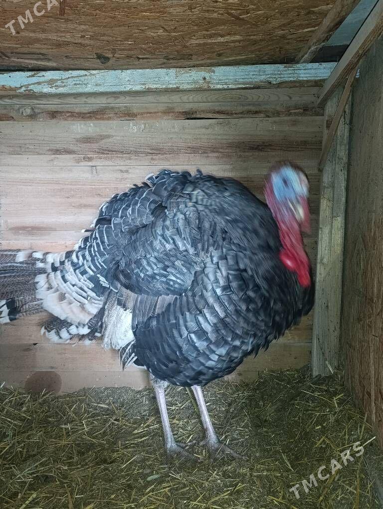 Erkek induk - Mary - img 1