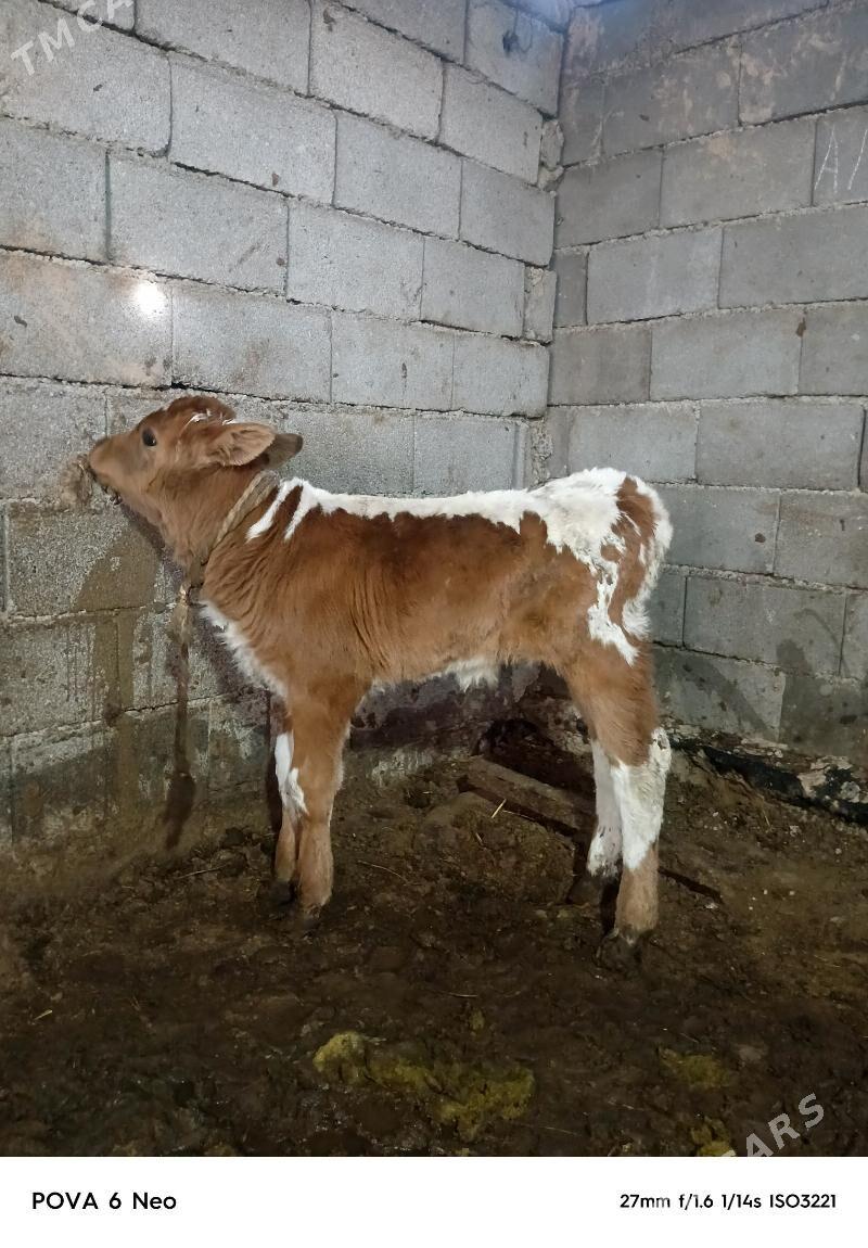 okizce - Aşgabat - img 1