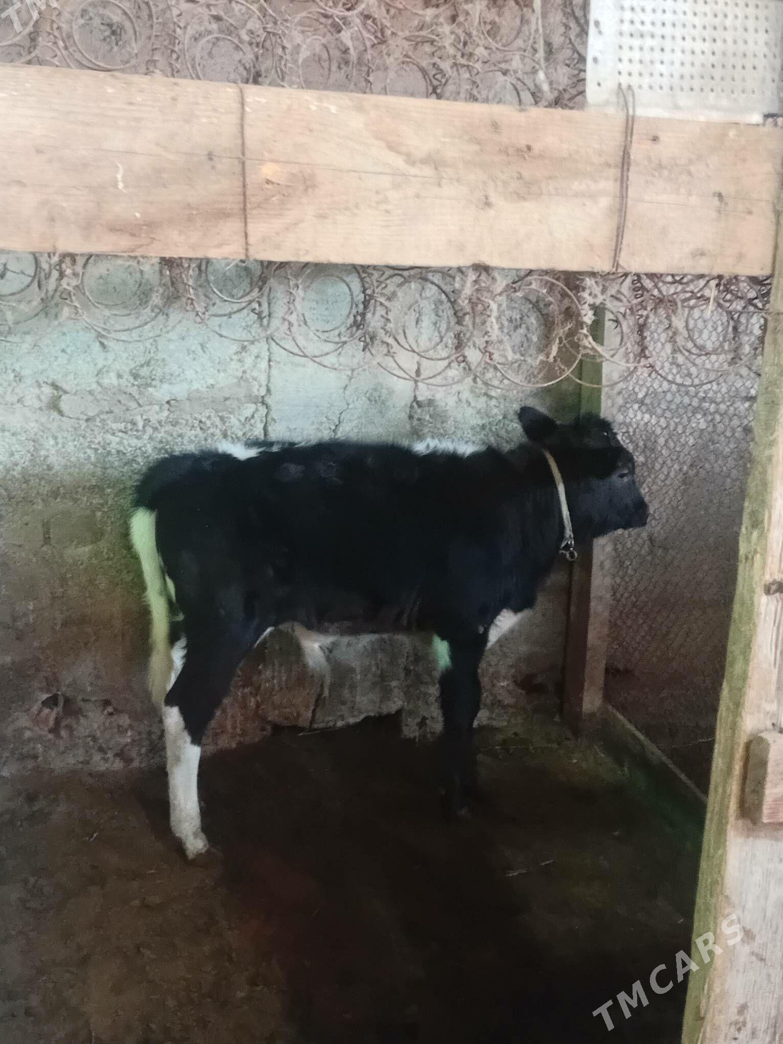 öküz - Яшлык - img 1