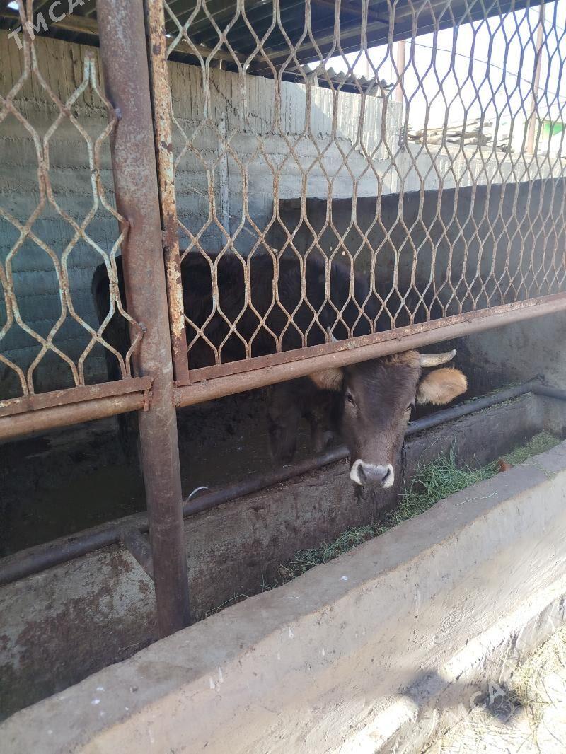 Tuwe 1yas 9ay - Гёкдже - img 1