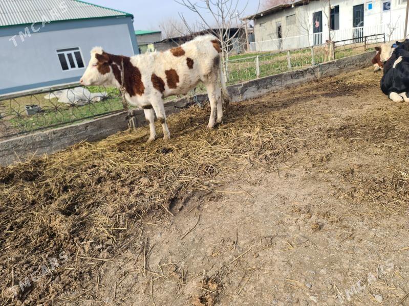 Göle smental kelek - Багир - img 1