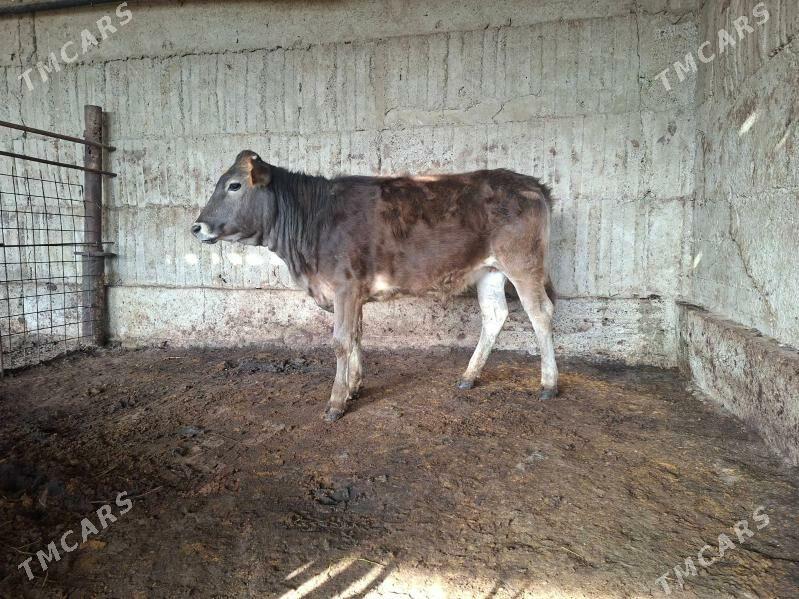 tuwe - Gökdepe - img 1