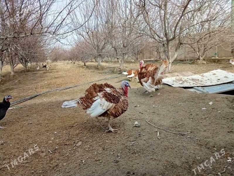 Owgan tohumyndan bolan indukl - Gökdepe - img 1