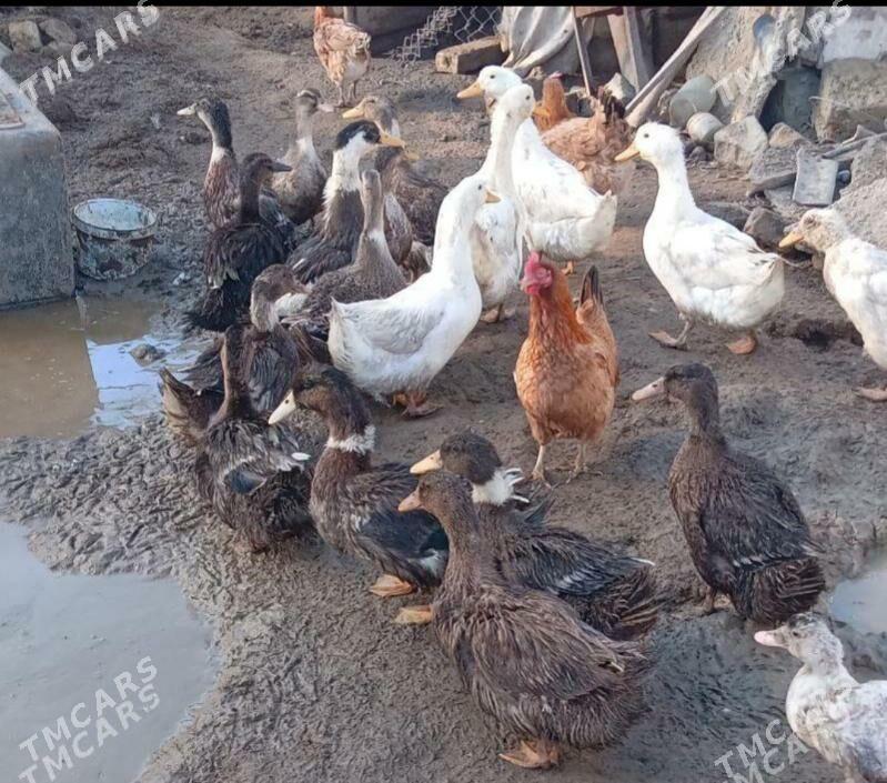 Ördek towuk gus induk sygyr - Büzmeýin - img 1