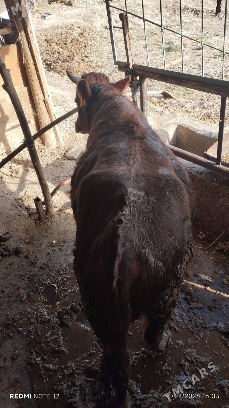 Bakylan öküz - Babadaýhan - img 1