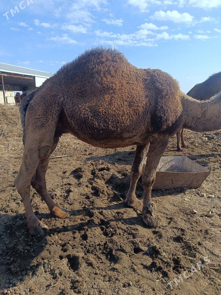 bogaz saýlama duye - Сакарчага - img 1