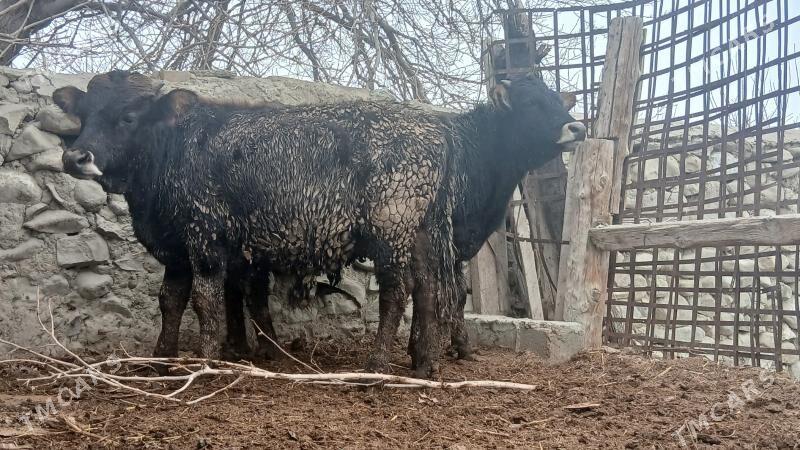 SWES OKUZLER - Бахарден - img 1