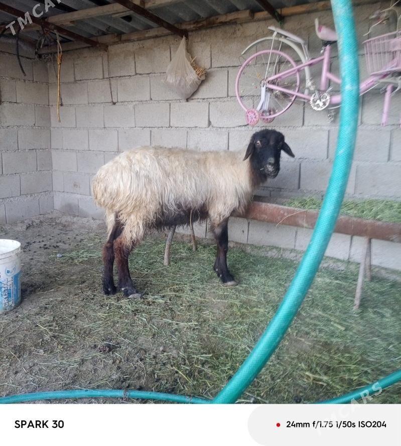 goyun - Kaka - img 1