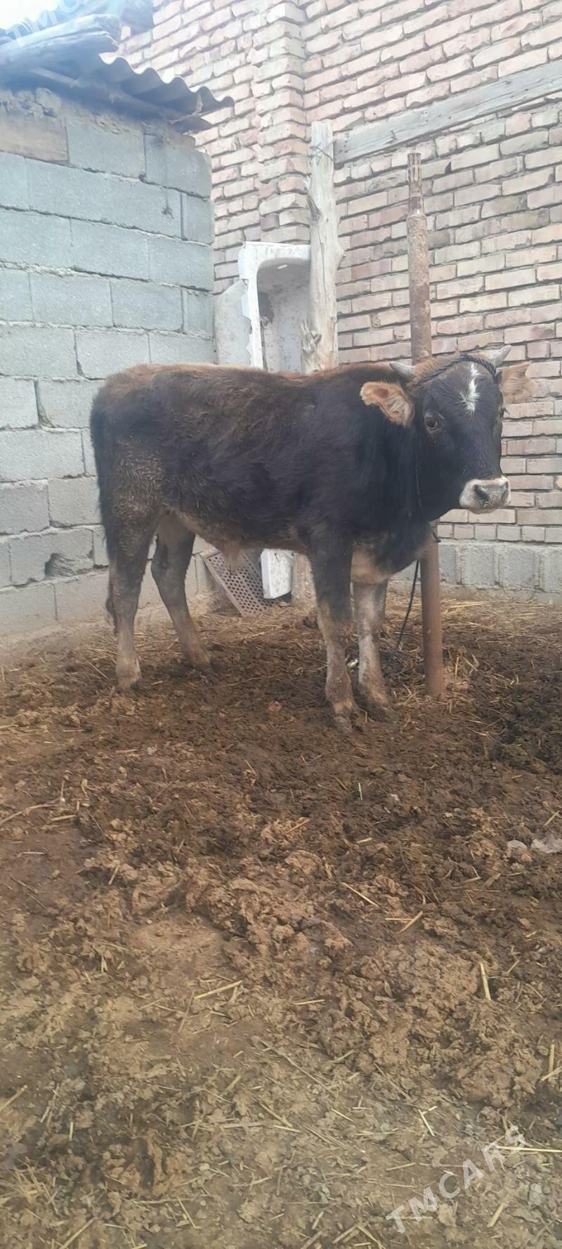 öküz. - Бахарден - img 1