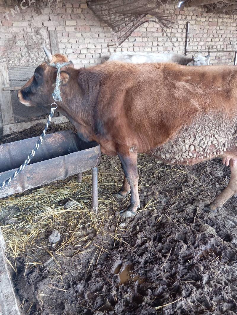 Sygyr - Çärjew - img 1