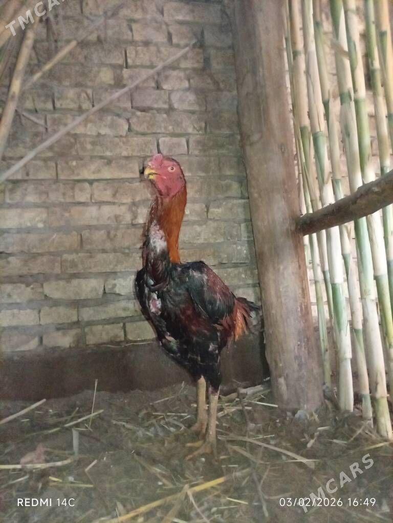 хораз - Чарджоу - img 1