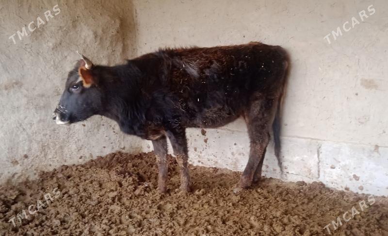 tuwe - Bäherden - img 1