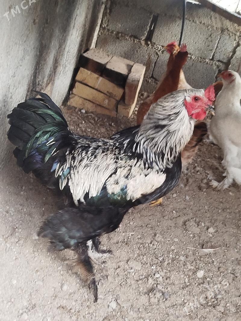 Horaz - Гёкдепе - img 1