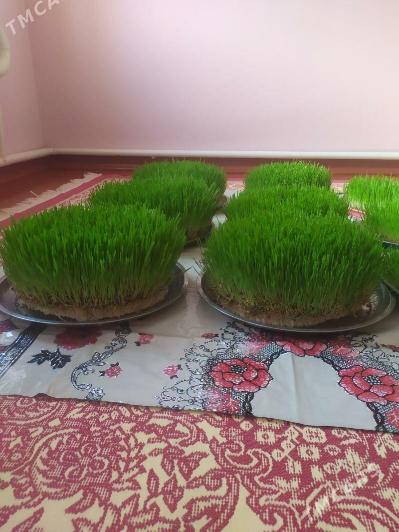 Arpadan gidroponika - Мары - img 1