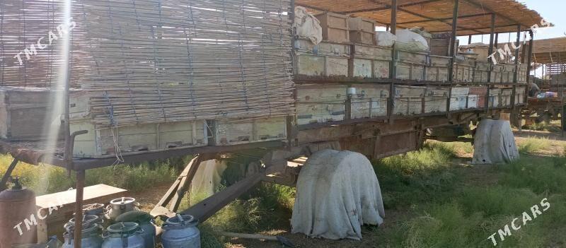 bal ary ,prisep - Baýramaly - img 1