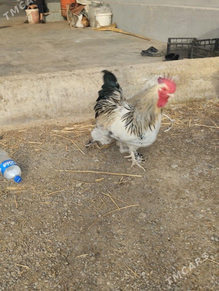 horaz - Büzmeýin - img 1