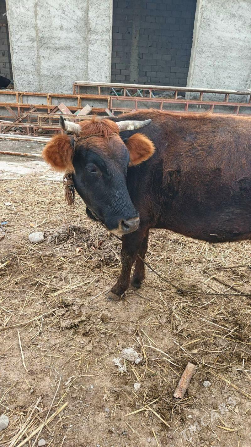 sygyr - Ýaşlyk - img 1