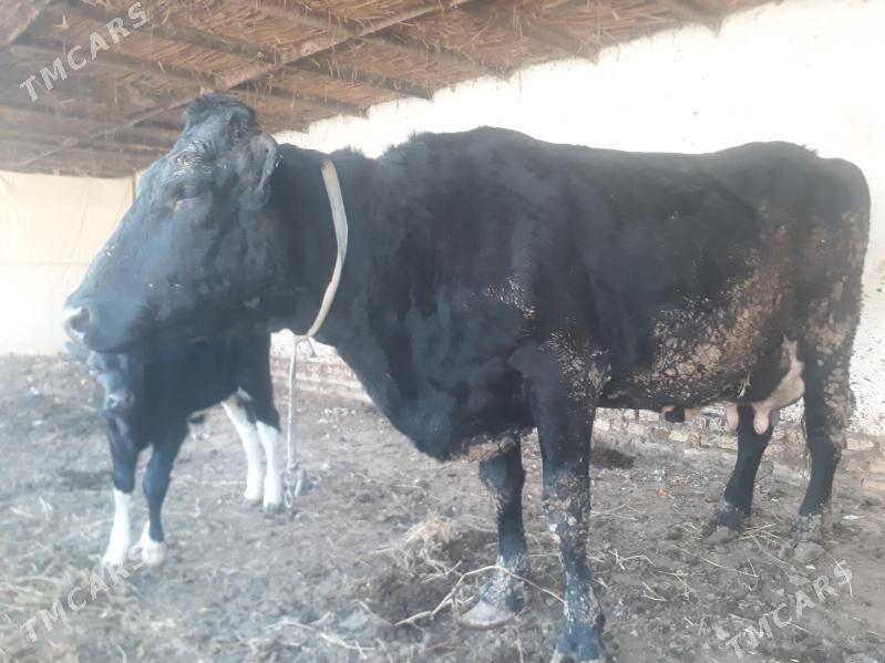 Çorny piýosdyr - Kerki - img 1