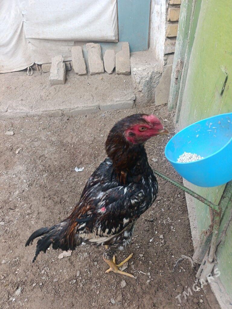 Bayes horaz - Türkmenabat - img 1