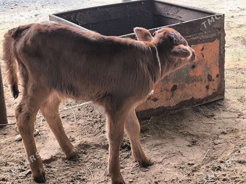 Goleli sygyr - Ашхабад - img 1