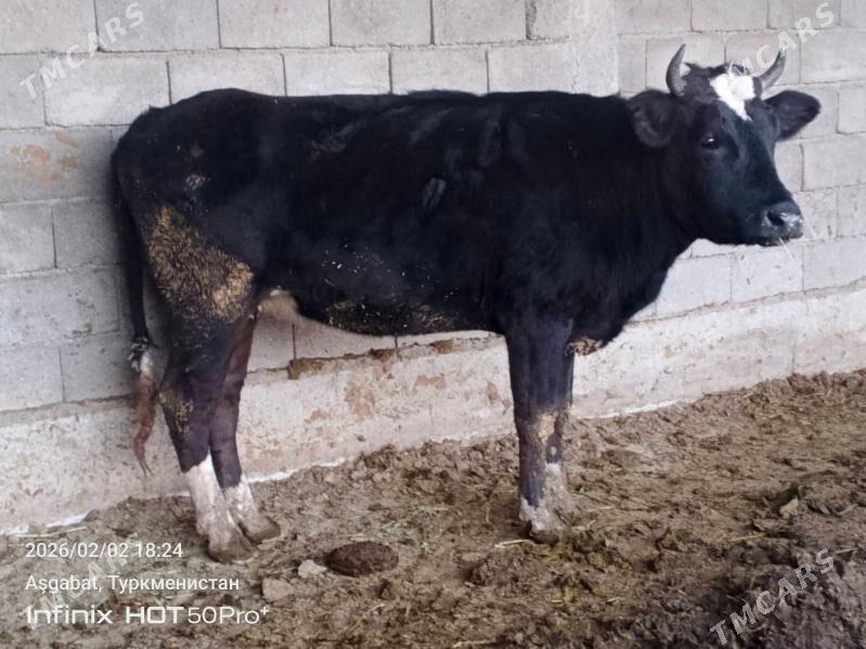 tuwe - Gökdepe - img 1